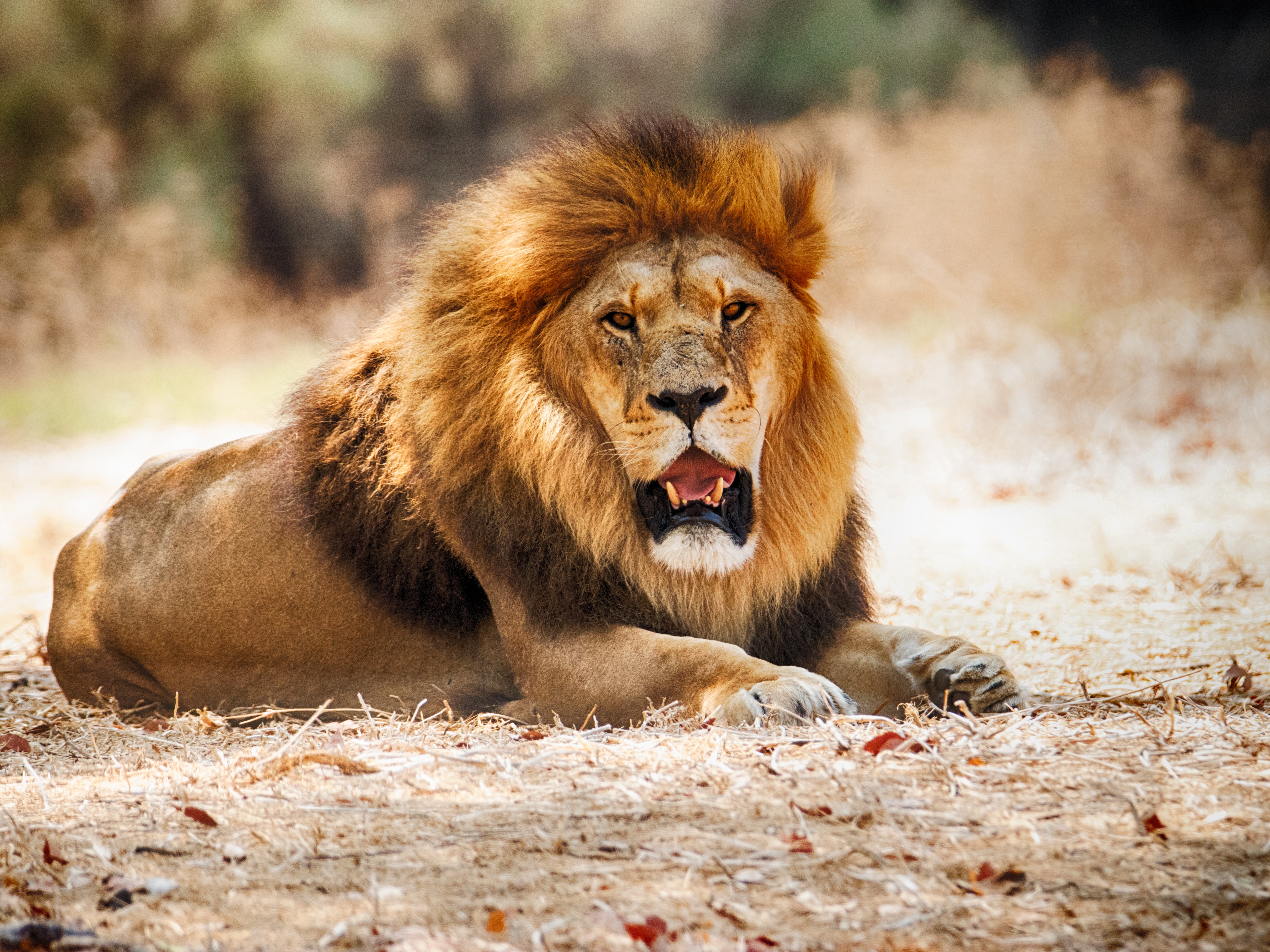 A fierce lion